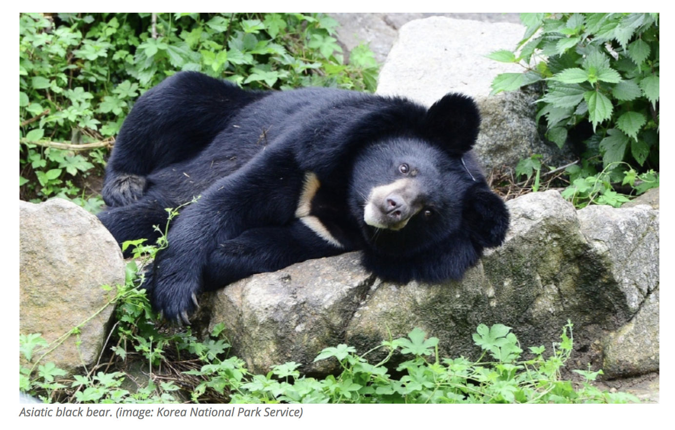 Sharing Natural Habitat with Moon Bears – SAVING BEARS…