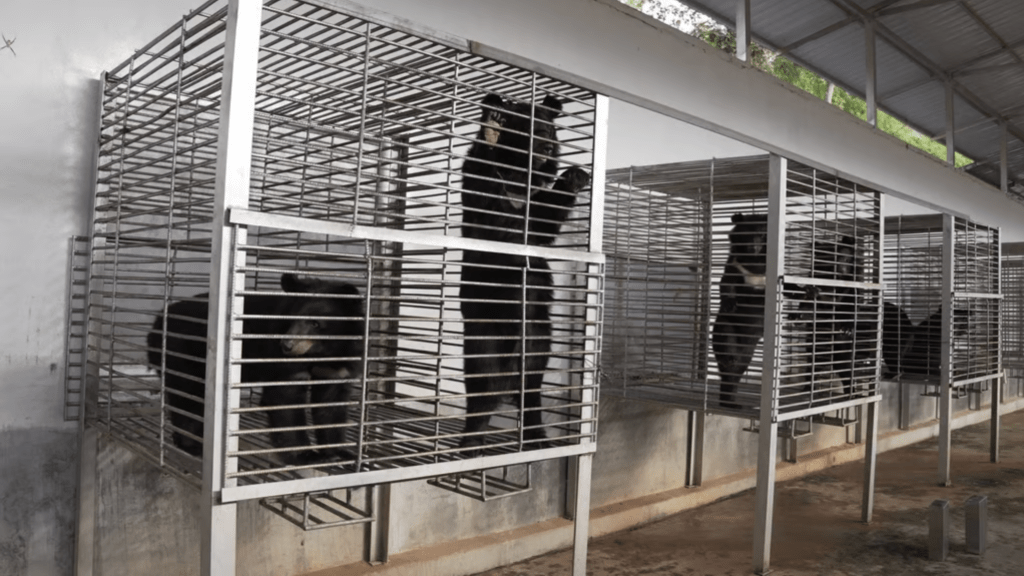 One of the rescued moon bears rests in quarantine after arriving at the sanctuary in Luang Prabang. Photo: Free the Bears